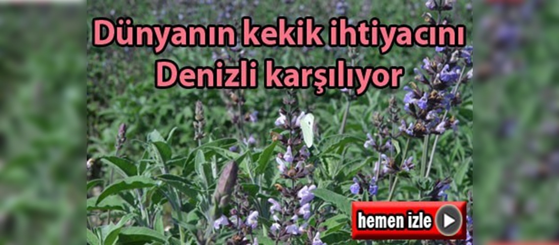 Dünyanın kekik ihtiyacını Denizli karşılıyor