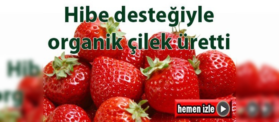 Hibe desteğiyle organik çilek üretti