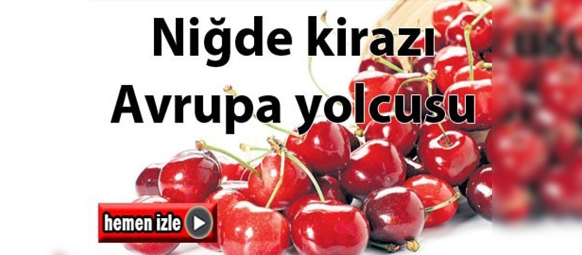 Niğde kirazı Avrupa yolcusu