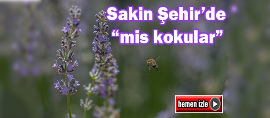 ''Sakin Şehir'de'' lavanta bereketi