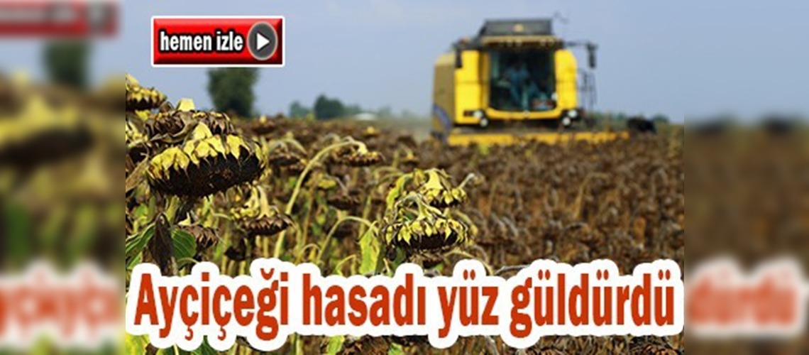 Adana'da ayçiçeği hasadı yüzleri güldürdü