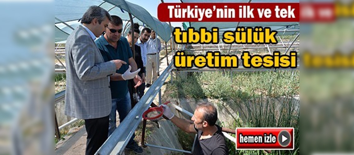 Türkiye'nin ilk ve tek tıbbi sülük üretim tesisi Kayseri'de