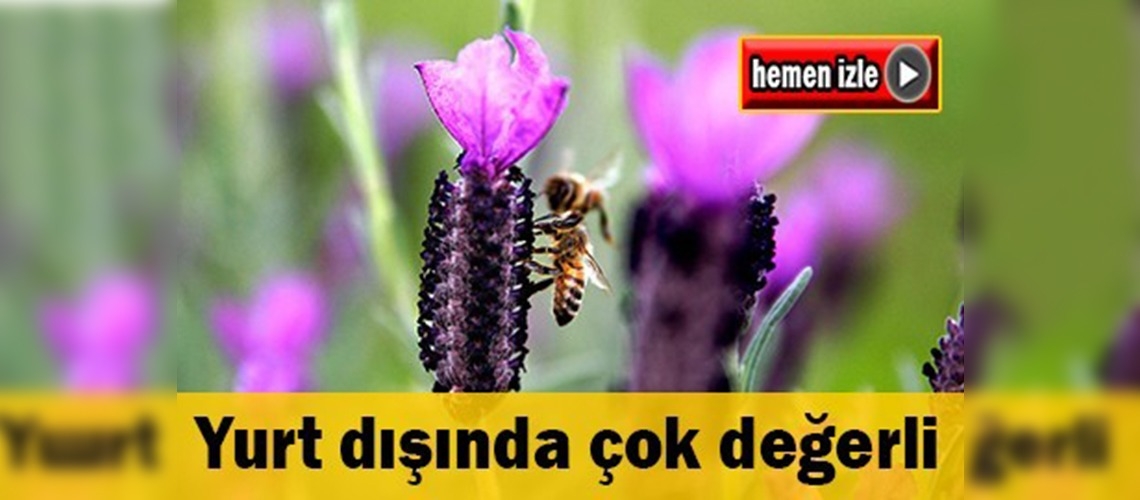 Burdur'da lavanta balı üretimi başladı