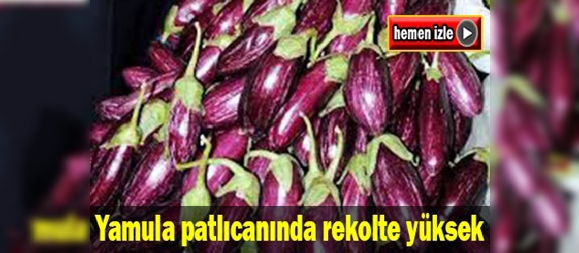 Tescilli patlıcanın rekoltesinde yüzde 100 artış