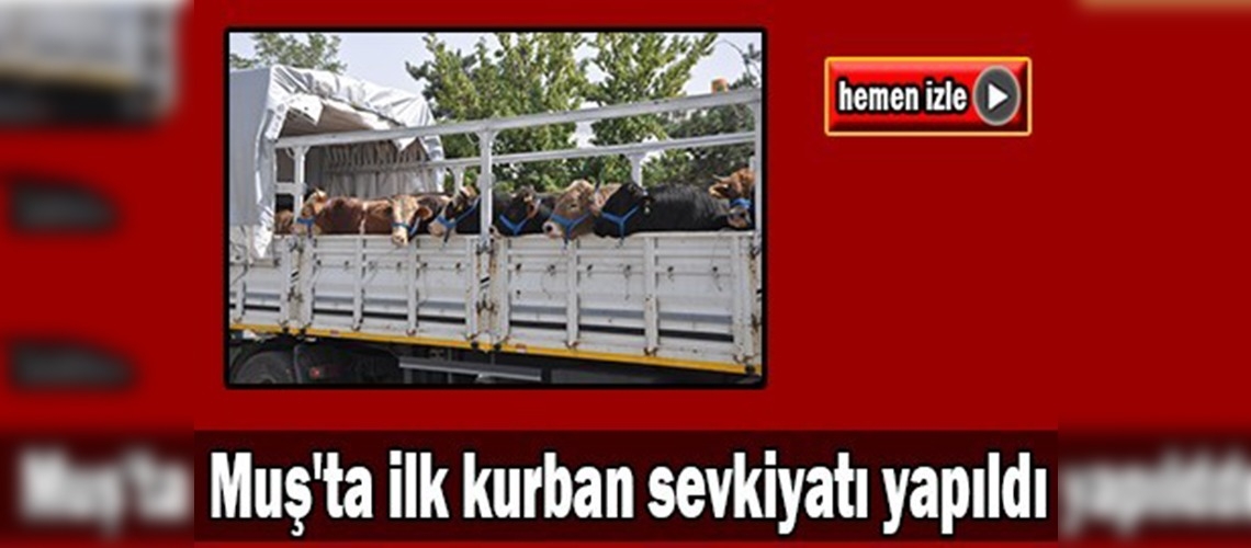 Muş'ta kurbanlık sevkiyatları başladı