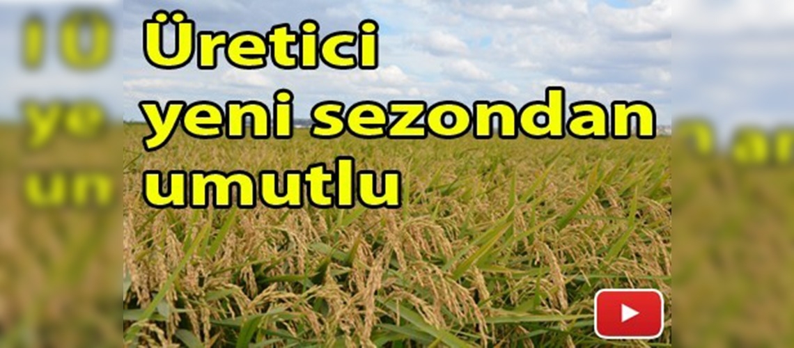 Trakya'da çeltik hasadı başladı