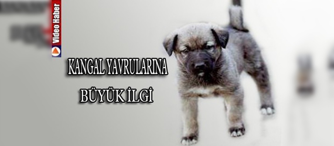 Kangal yavrularına yoğun ilgi