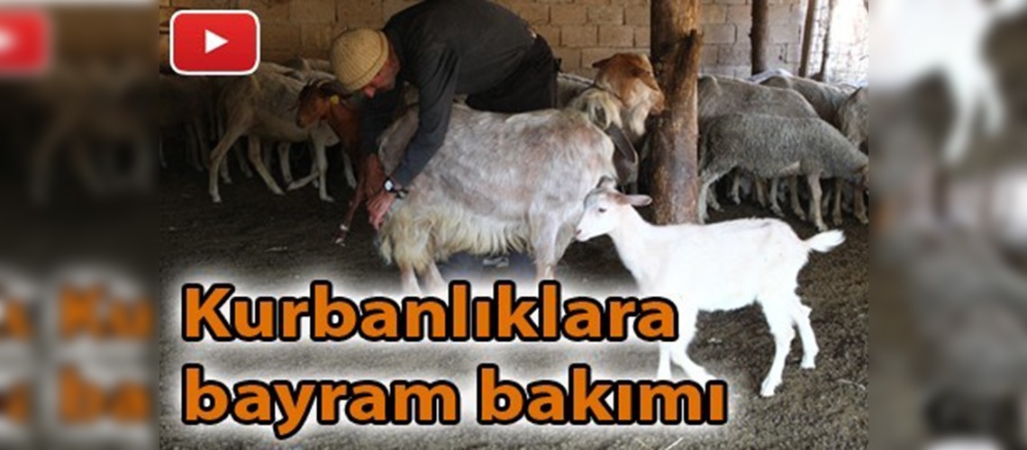 Bakımlı kurbanlıklara talep daha çok