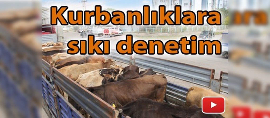 Kars'taki kurbanlıklar titiz bir sağlık kontrolü sonrası sevk onayı alıyor