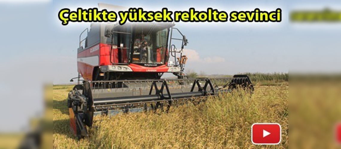 Balıkesir'de çeltik bereketi yaşanıyor