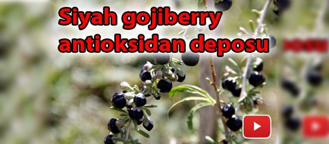 Erciyes'te siyah goji berry üretimi