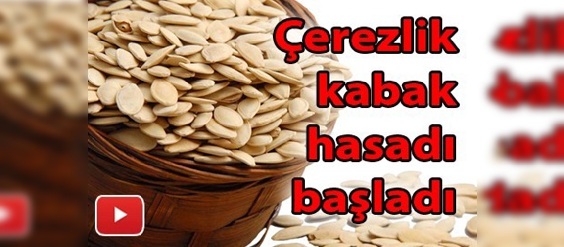 Türkiye'nin kabak çekirdeğinin yüzde 38'i Kayseri'den