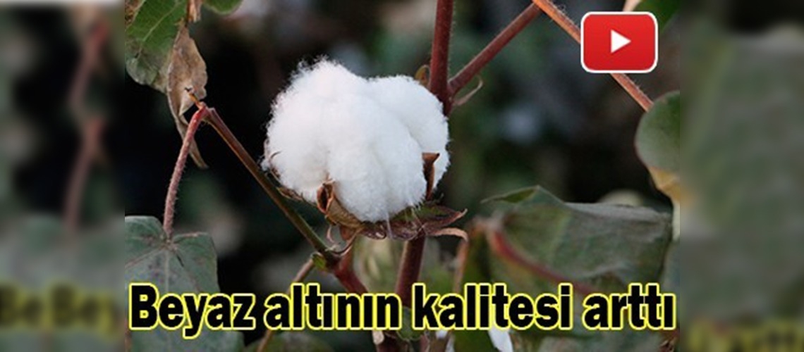 ''Beyaz altın'ın'' kalitesi temiz hasatla arttı