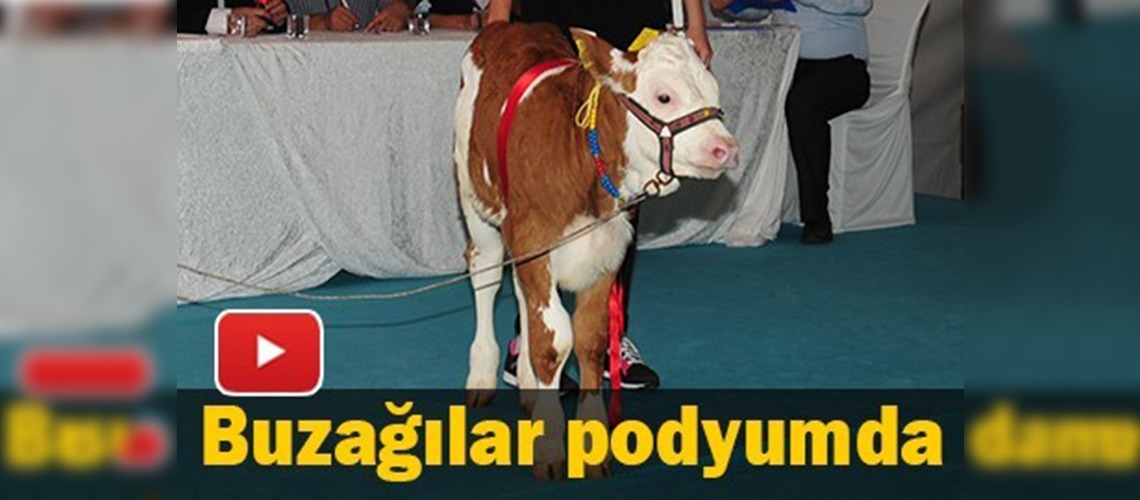 Buzağılar podyumda mücadele etti