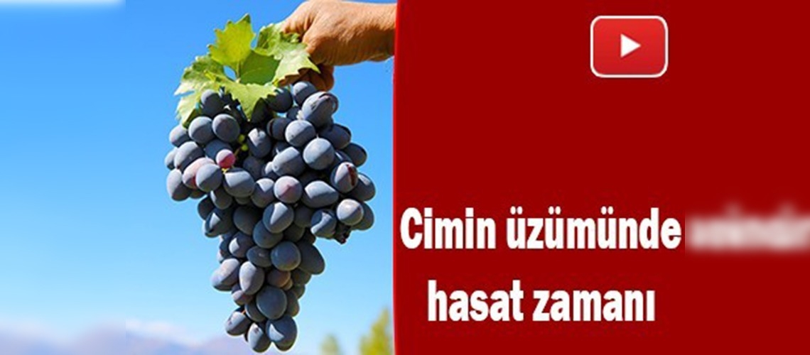 Erzincan'ın ünlü üzümünde hasat başladı