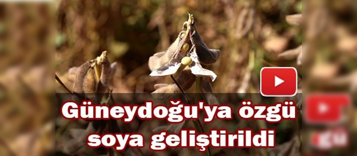 Şanlıurfa'da soya yetiştirilmeye başlandı