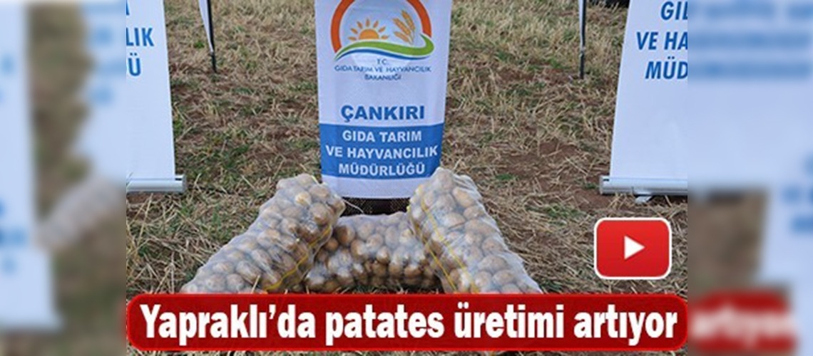 Çankırı'da patates hasadı tarla günü