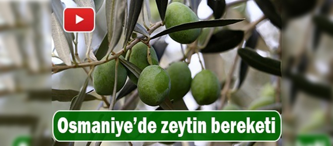 Atıl arazilerde zeytin bereketi