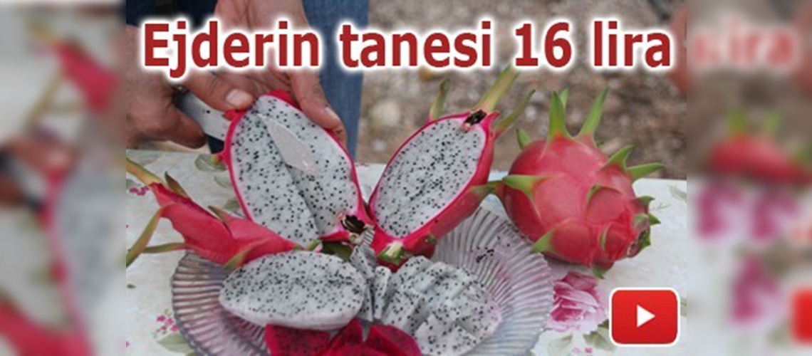 Ejderin tanesi 16 lira