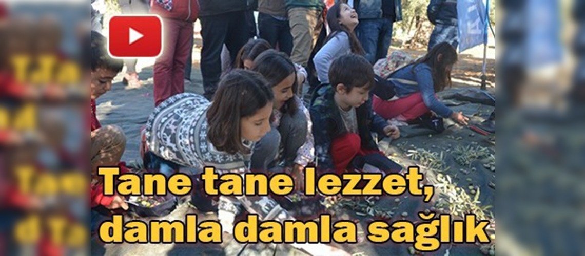 Milas'ta Zeytin Hasat Şenliği'nin 3.'sü yapıldı