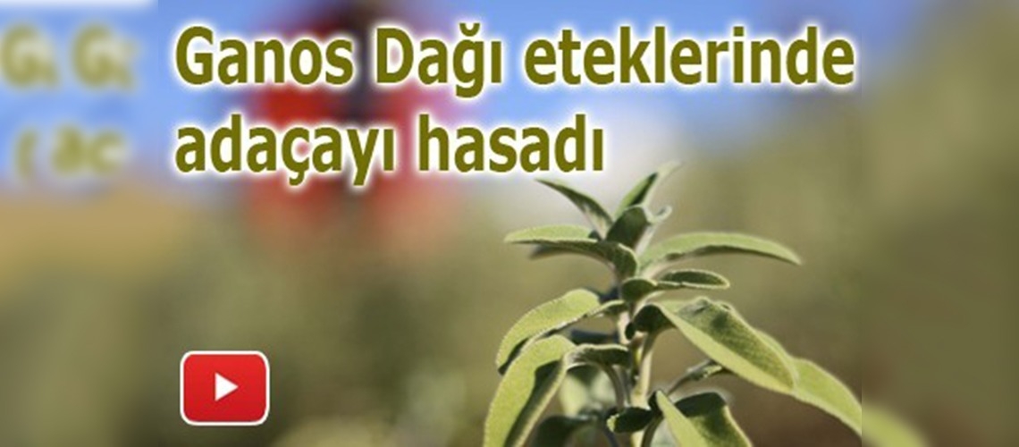 Adaçayının zahmetli hasadı