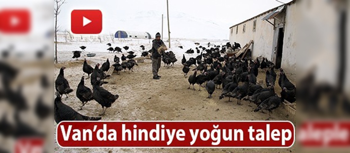 Yılbaşı sofralarına yayla hindisi