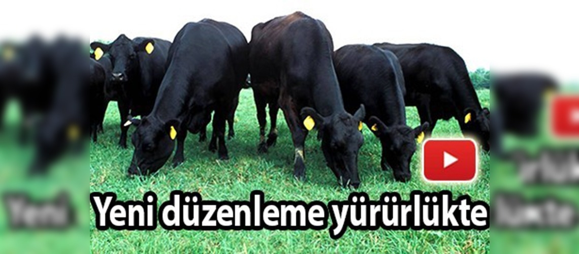 Sığır cinsi hayvan ithalatında düzenleme