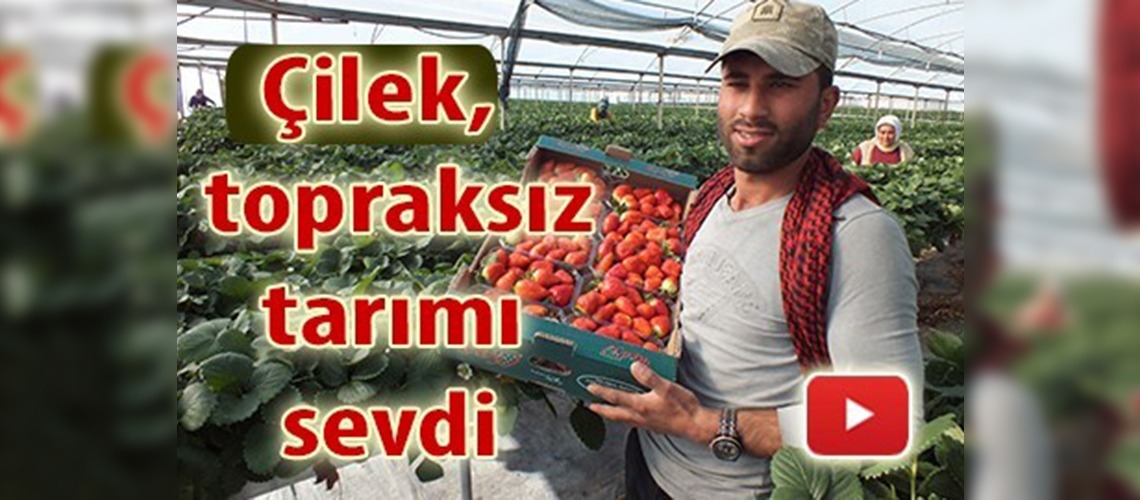 Çilek üretiminde topraksız tarım farkı