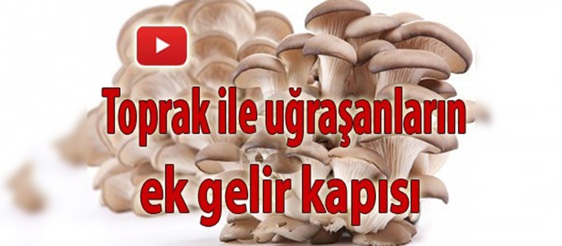 ''İstiridye mantarı yetiştiriciliği'' kursu