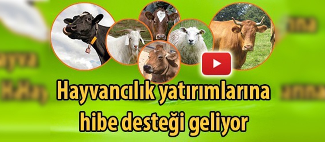 Hayvancılık yatırımlarına hibe desteği geliyor