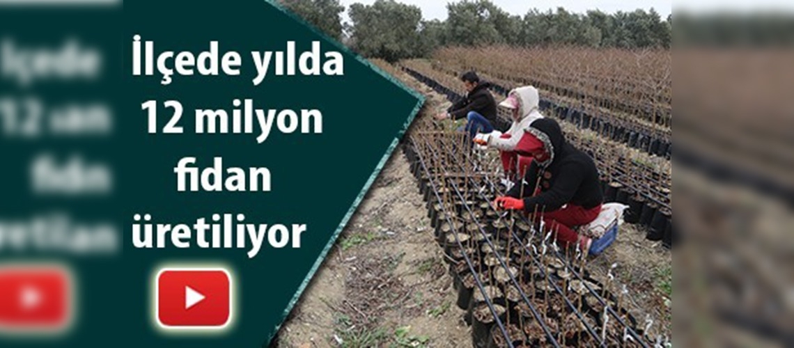 Samandağ'da yetişen fidanlar dünyaya gidiyor