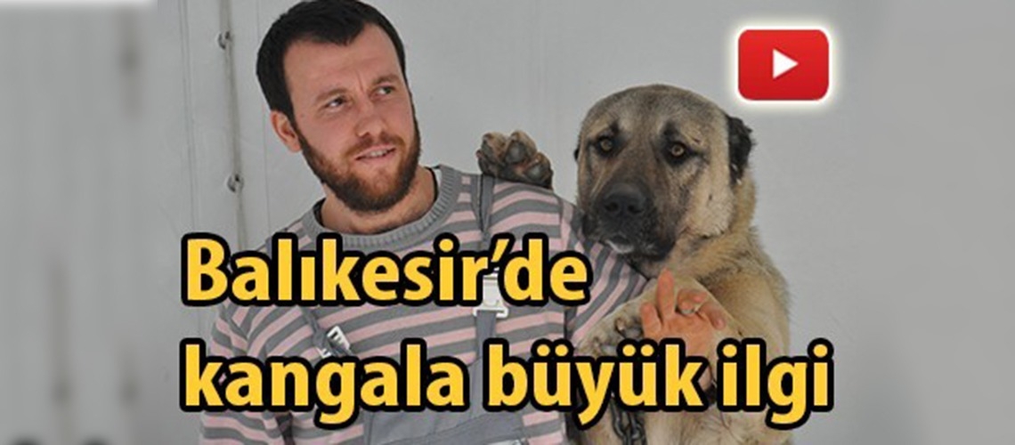 Kangal yavruları adeta kapışıldı