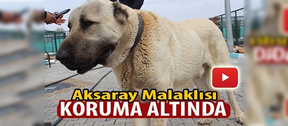 Aksaray malaklısı koruma altında