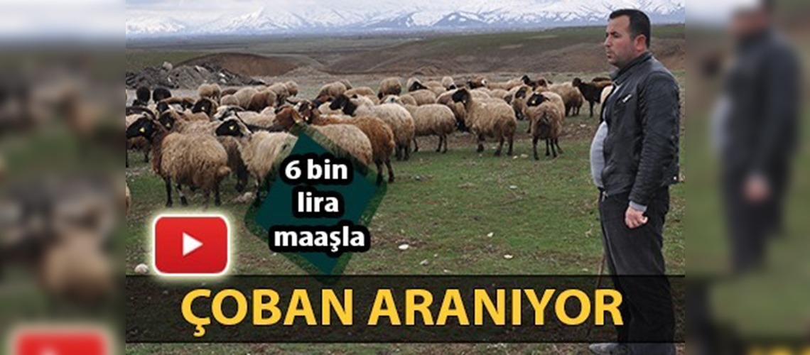 6 bin lira maaşla çoban aranıyor