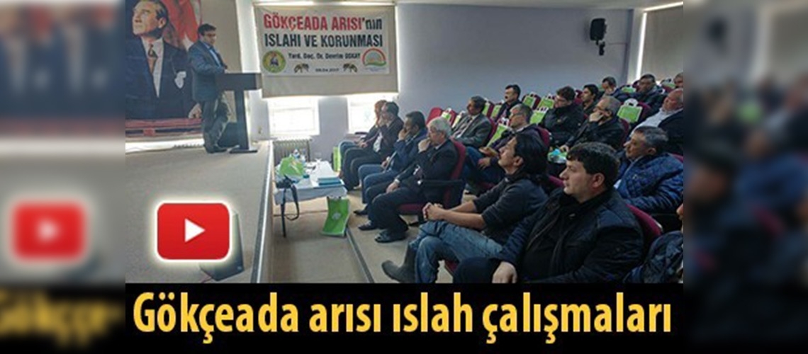 Gökçeada arısı ıslah çalışmaları