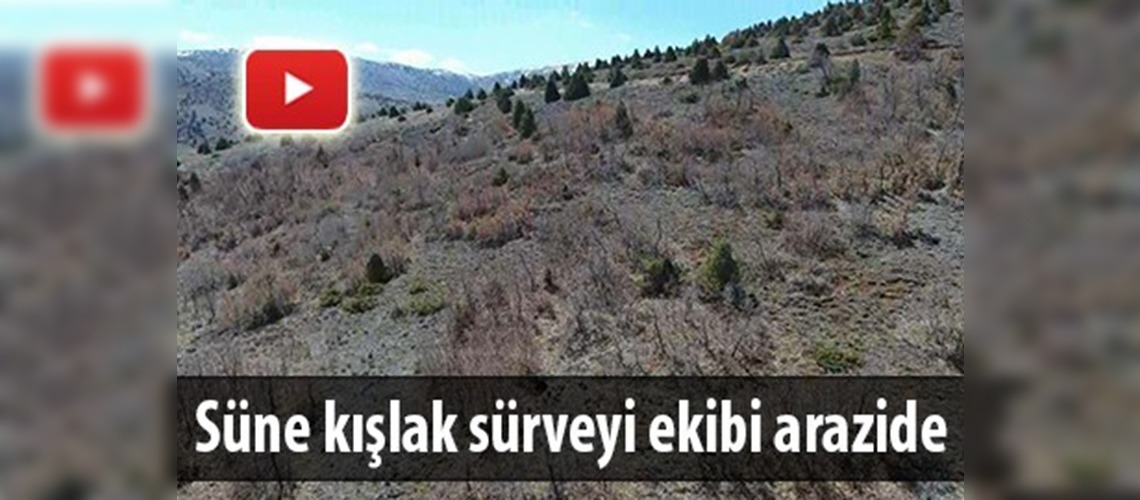 Kayseri'de süne kışlak sürveyi