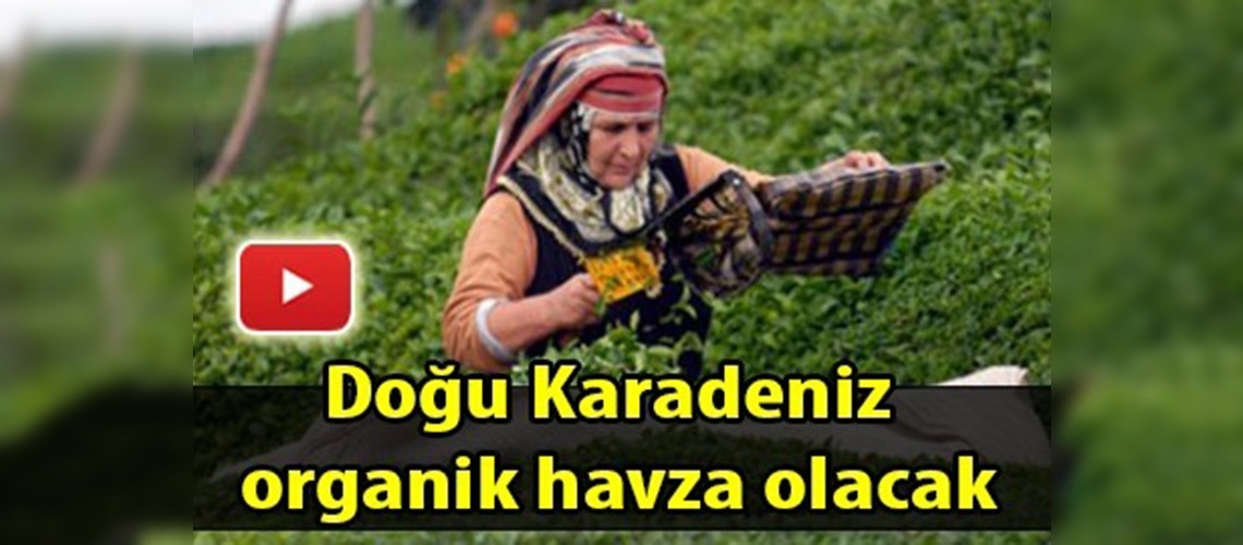 Organik çay tarımı yaygınlaşıyor 