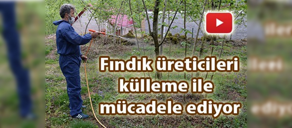 Fındıkta külleme mücadelesi