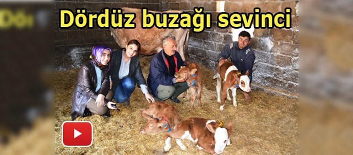 Bafra'da dördüz buzağı