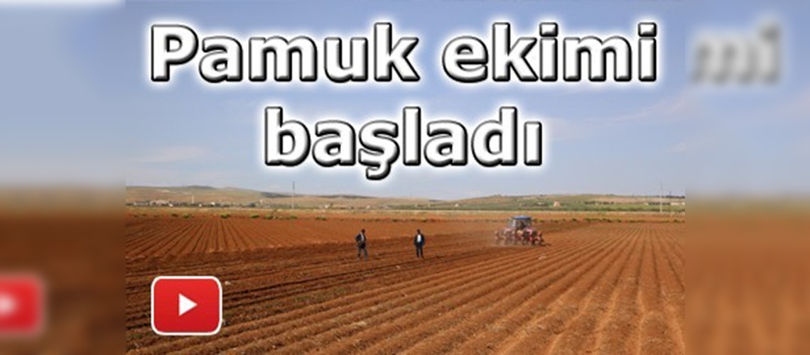 Şanlıurfa'da beyaz altın ekimi başladı