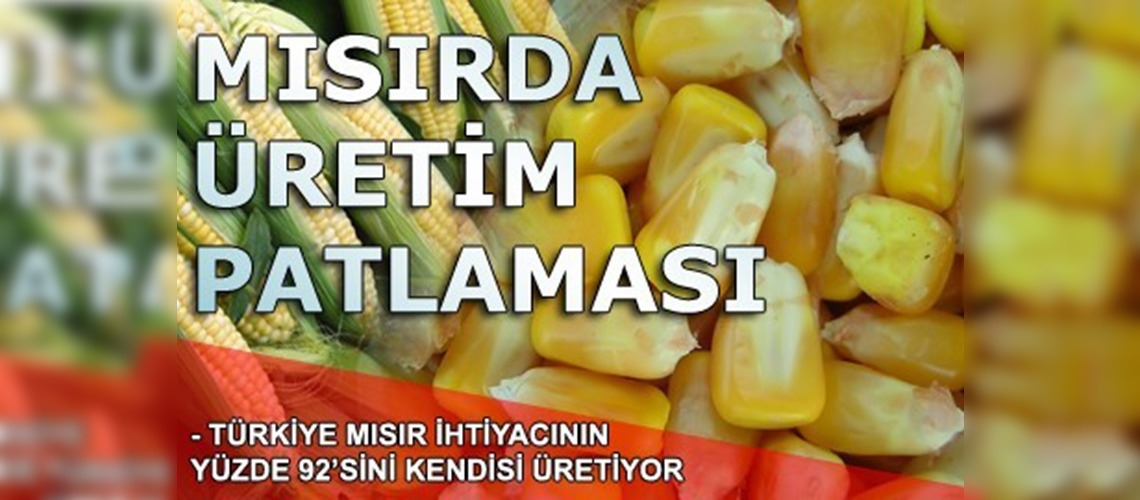 Mısır üretimi ikiye katlandı