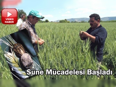 Çanakkalede süne mücadelesi başladı