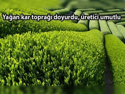 Bu yıl çay daha kaliteli olacak