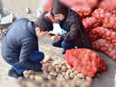 Amasyada ekimlik patatesler tarlada denetlendi