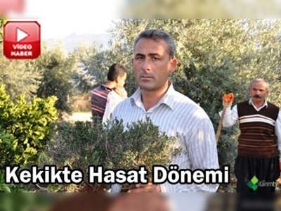 Osmaniyede kekik hasadı başladı