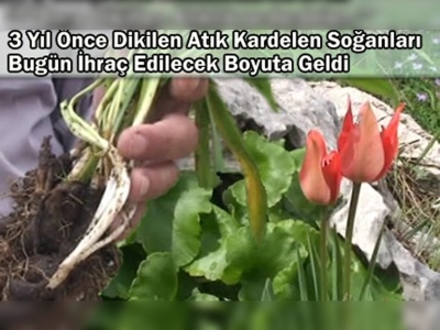 Atık kardelen soğanları ekonomiye kazandırılıyor