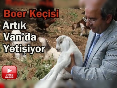 Boer Keçisi Vanda da üretiliyor