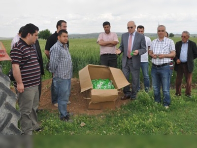 Kahramanmaraşta süneyle biyolojik mücadele