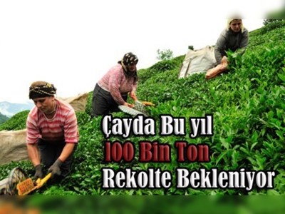 Artvinde Çay Hasadı Şenliği