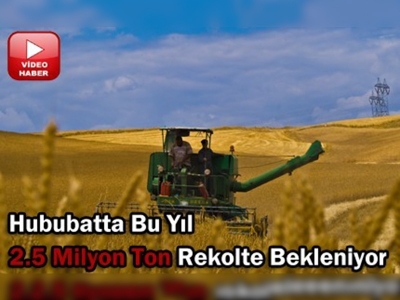 Tahıl ambarında hububat hasadı başlıyor